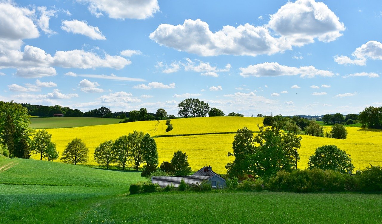 landscape, nature, oilseed rape-3369304.jpg